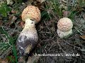 Amanita muscaria f.flavivolvata-amf235